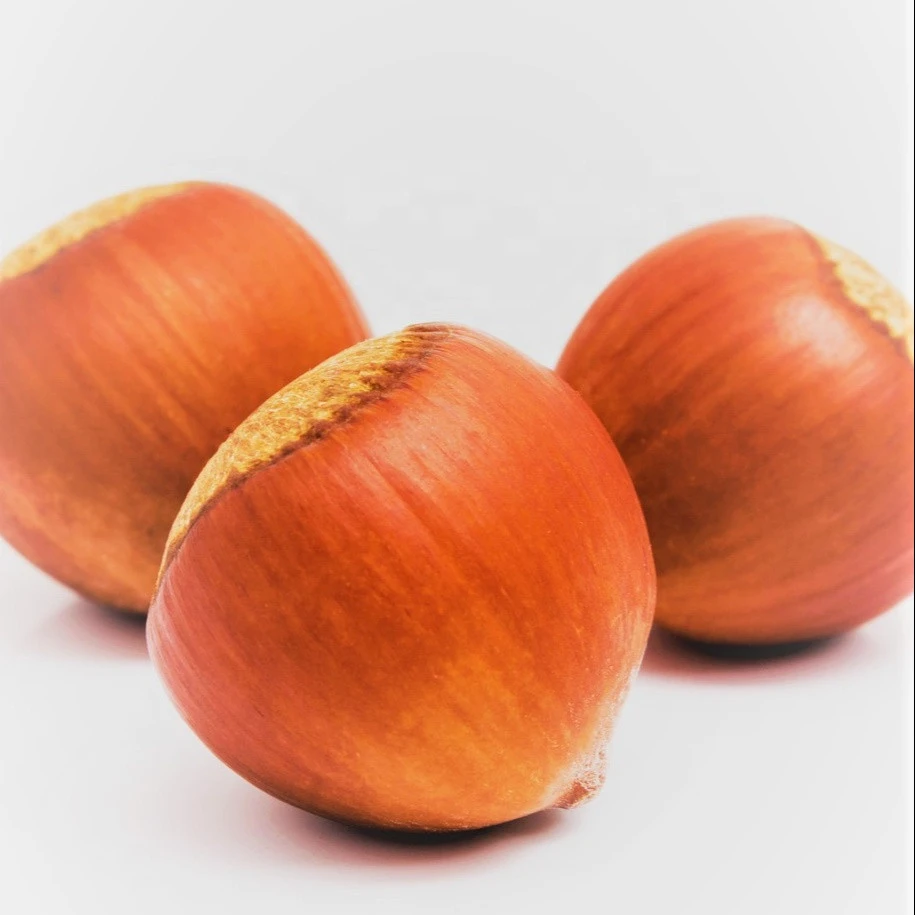 Raw Hazelnut / Organic Grade Hazelnut/Hazel Nuts for sale Online