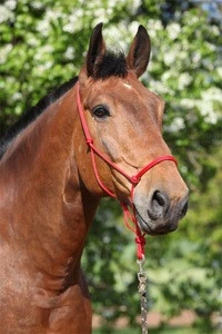 Rope Halters For Pat Parelli Natural Horsemanship Training Method Head collars