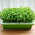 Import Seed Sprouter Kitchen Seed Sprouting Tray Soil-Free Garden Seed Sprouting Container with Lid from China