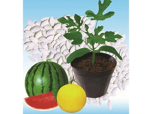 Shuangxing rootstock seeds  for watermelon and melon