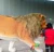 Import Simulation Jungle Animal model Animatronic Life Size Silicone/fiberglass Lion from China