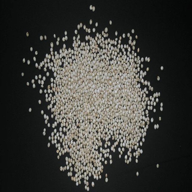 Sorghum Seeds Manufacturer in India