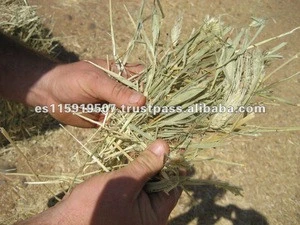 Spain Best Quality Animal Feed Oat Hay