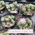 Import Succulent plants Major general Mother plant Wholesale of indoor potted plants from China