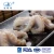 Import Top grade fresh frozen Octopus Ocellatus baby octopus whole round from China