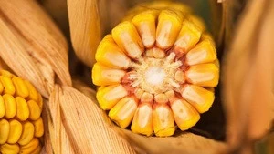 Ukrainian yellow corn