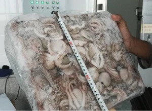 Where to buy frozen baby octopus at best price