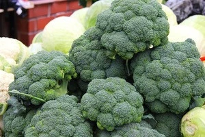 Wholesale bulk fresh broccoli for sale