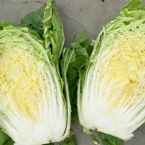 Wholesale fresh green round cabbage from new crop