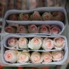 wholesale fresh white rose fresh flower for romantic wedding or festivel gifts