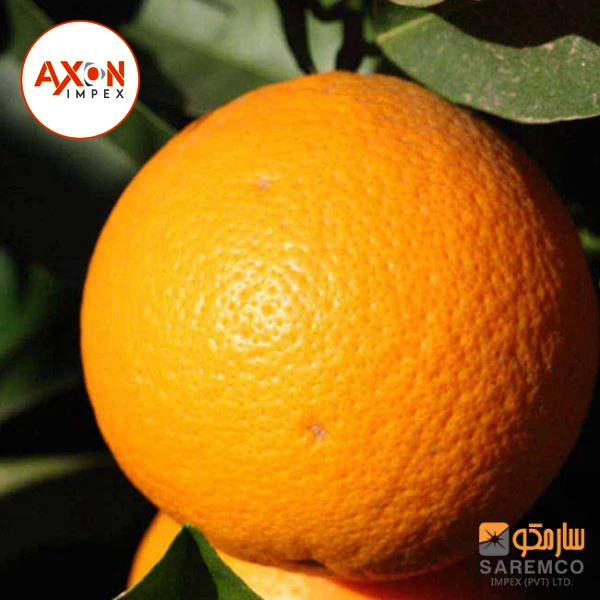 Wholesale Frozen Fresh Mandarin Citrus Orange/Navel Oranges, valencia, Mandarin, Tangerine, Lemons, Clementine, citrus fruits