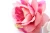 Import Women Hair Accessories Adjustable Fabric Wedding Wreath Crown Rose Headband Artificial Flower Garlands For Girls from China