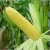 Import Yu mi Disease resistance high quality yellow maize corn with best price from China