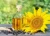 Import High Quality Sunflower Oil from South Africa