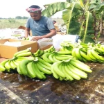 FRESH CAVENDISH BANANA WITH COMPETITIVE PRICE