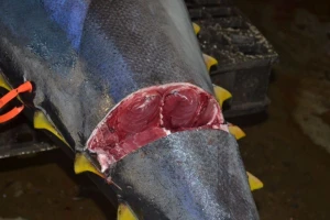 Frozen Blue Fin Tuna