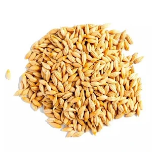 High Quality Barley Grain Seeds Protein-Filled Food for Animal  Feed for  Cattle Horses Packaged in Bag