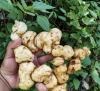 黄精 | Polygonatum (Huangjing)