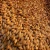 Import High Quality Barley Grain Seeds Protein-Filled Food for Animal  Feed for  Cattle Horses Packaged in Bag from Germany