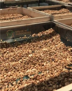 COCOA BEANS