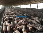 Light steel frame pig shed prefab metal structure breeding farm house