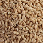 Pearl barley