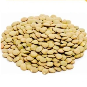 Premium Quality Lentils – Red, Green, Yellow & Brown | Bulk Wholesale Supply