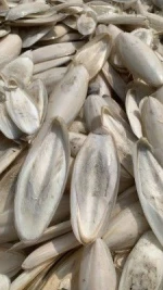 Cuttle Bone