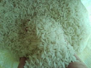 Shiroudi rice grains