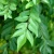 Import Curry Leaf Powder, Murraya koenigii from India