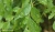 Import Curry Leaf Powder, Murraya koenigii from India
