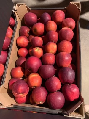 Fresh apples, variety: Red Jonaprince