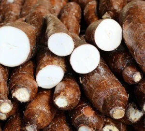 Top Quality Organic Fresh Cassava for Sale