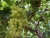 Import Fresh Grapes in affordable price from Egypt