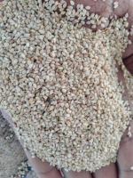 Sesame