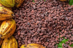 Premium Quality Cocoa Beans