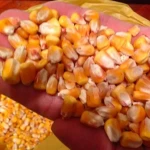 Grade 1 Dried Style Yellow Maize Yellow Corn For Animal Feed