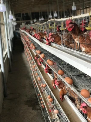 20000 Chicken Layers Cages for Sale in Zambia | Industrial Poultry Equipment