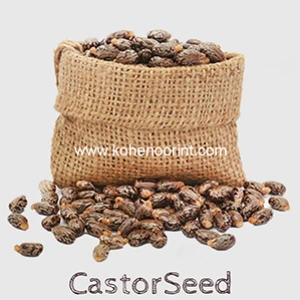 Castor Seed