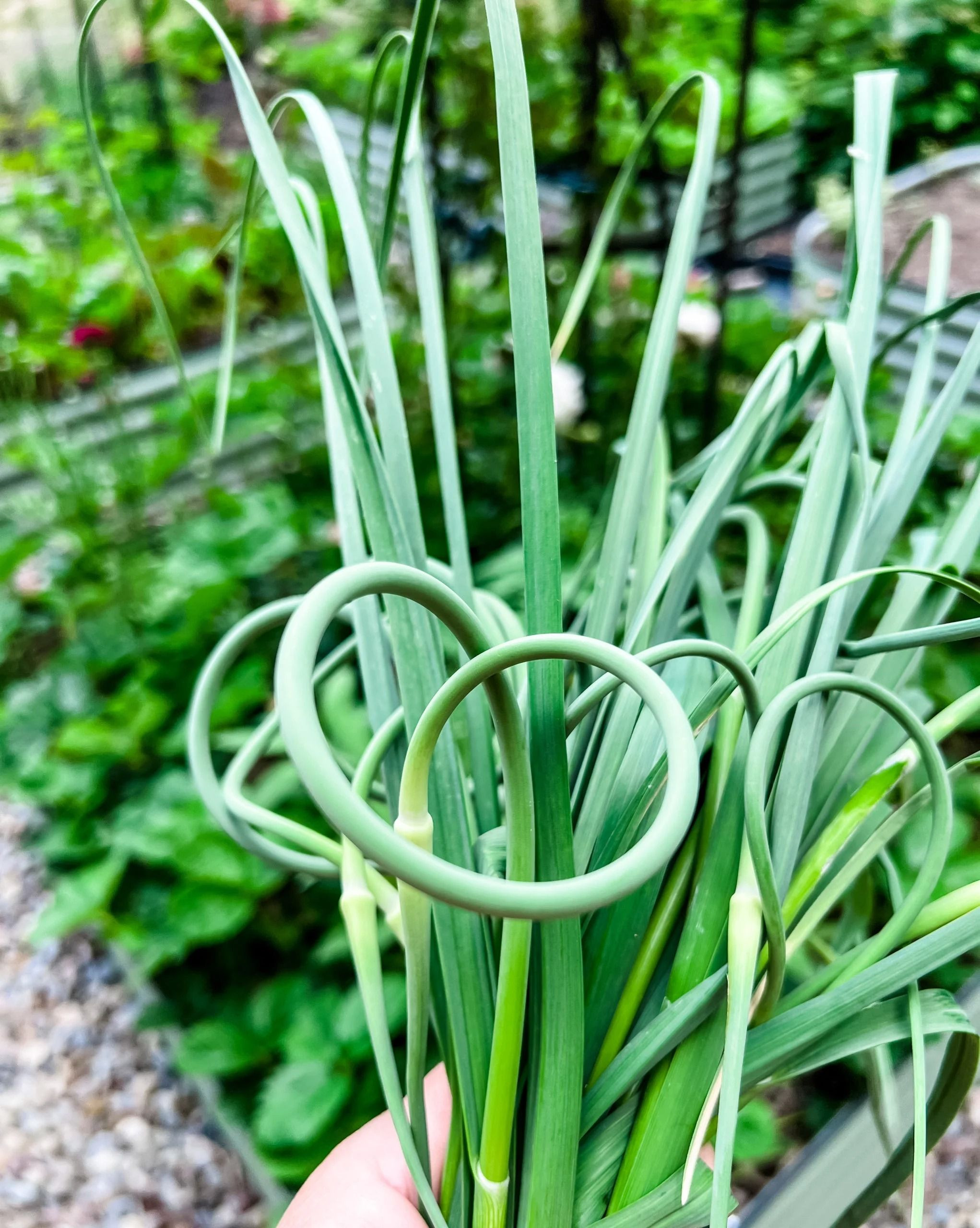 Buy Pure Garlic Scapes For Food Processing Use from Afrivet Trading ...