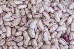 Light Speckled Kidney Beans