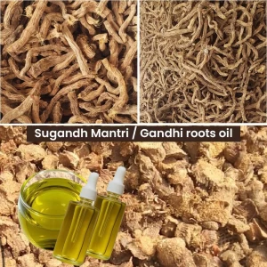 Sugandh Mantri / Gandhi roots oil , Direct from Farmer-Indonesia