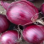 Fresh Onion Premium Quality Fresh Onion For Bulk Wholesale High Nutrition Healthy Natural Fresh Onion For Sale