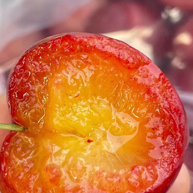 Buy Best Quality Fresh Plums from Agroexports LLC, Cameroon ...