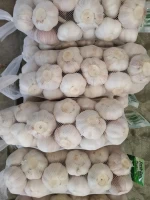 China garlic high quality normal white garlic pure white garlic