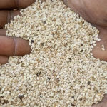 Ethiopian Sesame Seeds