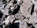 Coal