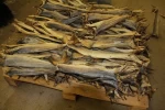 Norwegian Stockfish 60/80cm Dried Cod Full Bale for Immediate Supply Haithe, Haddock Etc