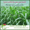 2021 Touchhealthy supply Perennial Hybrid Mexico corn grass seeds Forage Grass Seed  1kg/bags