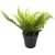 Import Adorable Fern Plants Greenery Bushes  for House Office Garden Indoor Outdoor Decor from China